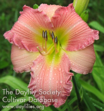 Daylily Hot to Trot